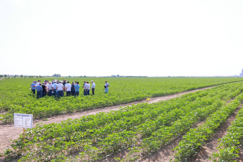Agrotexnik tadbirlarning to‘g‘ri olib borilishi samaradorlik garovi demak