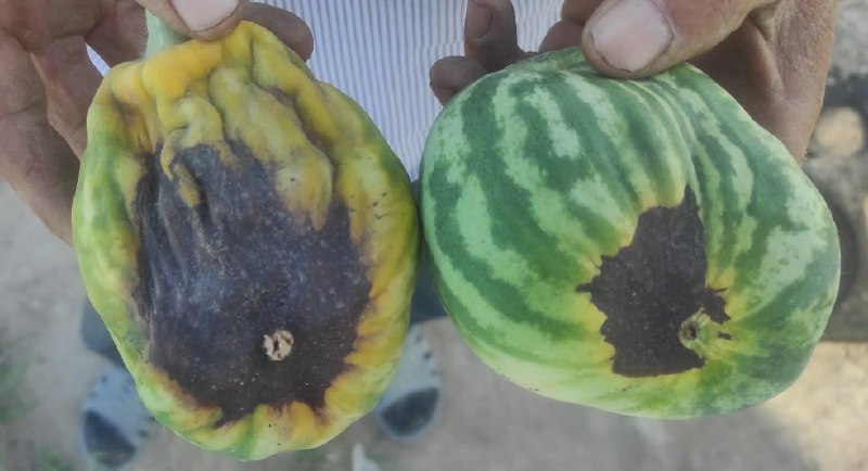 AGRO_TAVSIYA