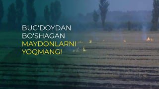 Ayni kunda yurtimiz bo‘ylab g‘alla o‘rim-yig‘imi jadal ketmoqda. O‘z navbatida g‘alla hosilidan bo‘shagan maydonlar peshma-pesh shudgorlanib, o‘rniga takroriy ekinlarni ekish ishlari boshlab…