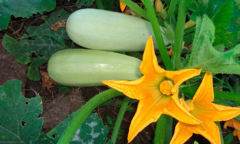 Qovoqcha – qattiq po‘stli qovoqlar guruhiga mansub sabzavot ekini. Bir yillik, palakpoyasi qisqa o‘simlik.