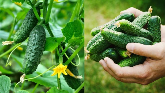 AGRO_TAVSIYA
