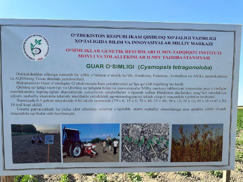 O‘zbekistonda ilk bor noyob o‘simlik guar ustida tadqiqot o‘tkazildi