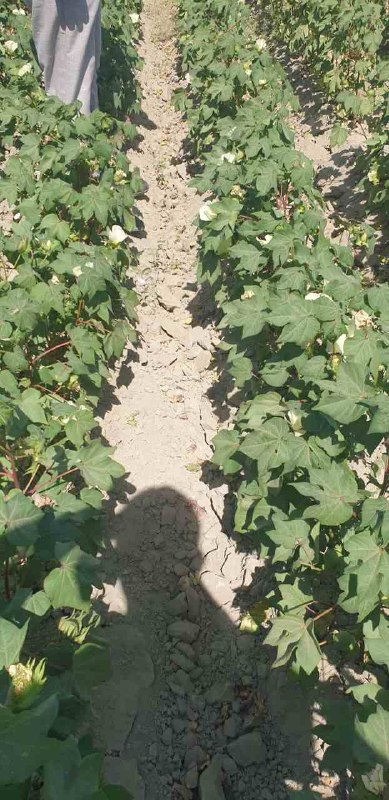 Buxoro viloyati Agroxizmatlar markazi Agroxizmatlarni rivojlantirish bo'lim boshlig'i S.Sharipov hamda viloyat ishchi guruhi bilan birgalikda Peshko' tumanida joylashgan "Qalaymirishkor" fermer…