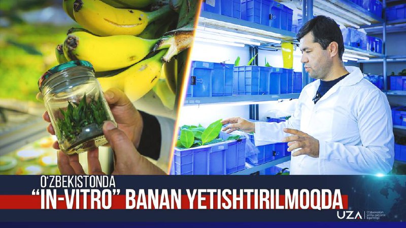 O‘zbekistonda ham ilk bor introduksiya qilingan tropik meva ekinlarini “in-vitro” sharoitida mikroklonal ko‘paytirish texnologiyasi ishlab chiqildi va bu usul Akademik Mahmud Mirzayev nomidagi…
