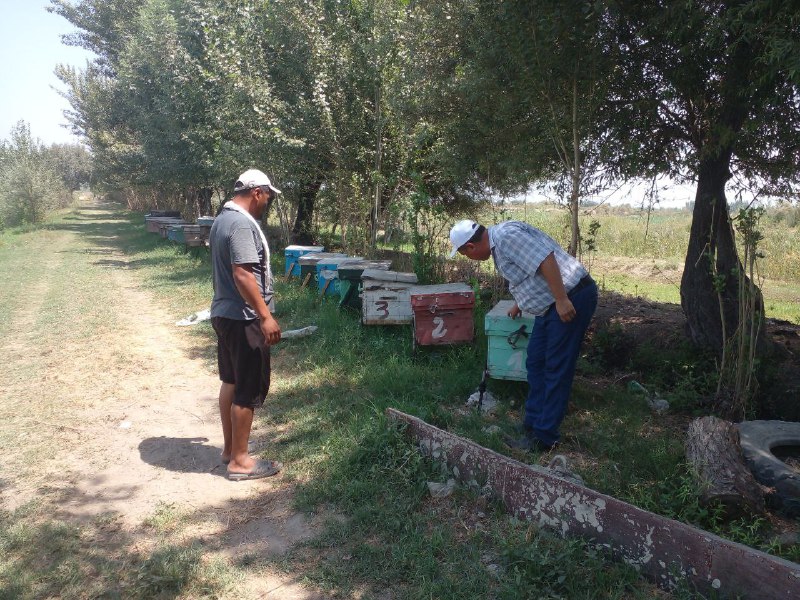 Fargona