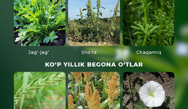 Agro_maslahat